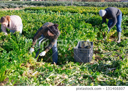 Woman engaged in cultivation of organic vegetables, arranging crop of ripe celery in boxes on field 131408807