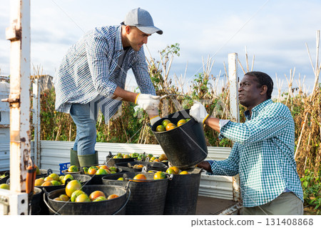 Farm workers loading buckets of harvested tomatoes into truck on plantation 131408868