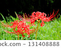 Cluster amaryllis 131408888