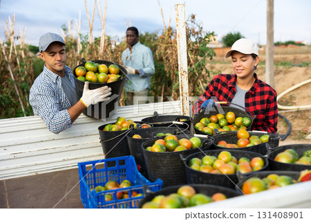 Farmers loading truck with harvested tomatoes in buckets on farm field Farmers loading truck with harvested tomatoes in buckets on farm field 131408901