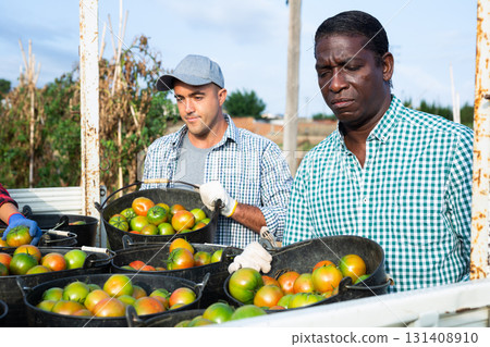 African american farmer loading buckets of tomatoes into truck on plantation 131408910
