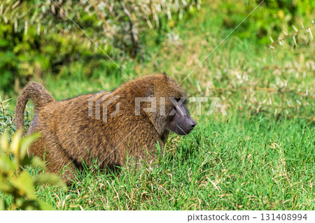Baboon in Lake Nakuru national park Baboon in Lake Nakuru national park 131408994