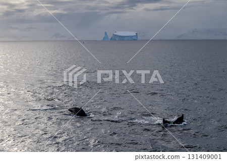 Antarctic landscape with diving humpback whales Antarctic landscape with diving humpback whales 131409001