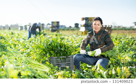 Woman engaged in cultivation of organic vegetables, arranging crop of ripe celery in boxes on field Woman engaged in cultivation of organic vegetables, arranging crop of ripe celery in boxes on field 131409023