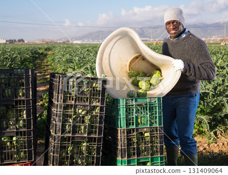 Gardener emptying container with artichokes while working on plantation Gardener emptying container with artichokes while working on plantation 131409064