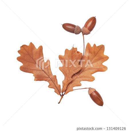 Autumn floral oak leaves and acorns cut out on white background Autumn floral oak leaves and acorns cut out on white background 131409126