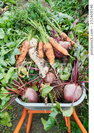 Fresh harvest of carrots and beets in wheelbarrow on farm Fresh harvest of carrots and beets in wheelbarrow on farm 131409146