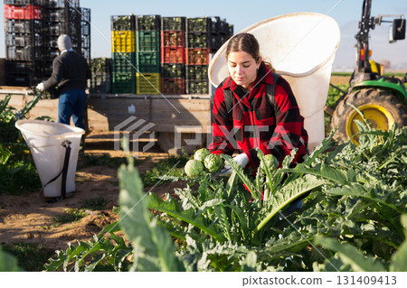 Woman harvesting ripe artichoke buds in basket Woman harvesting ripe artichoke buds in basket 131409413