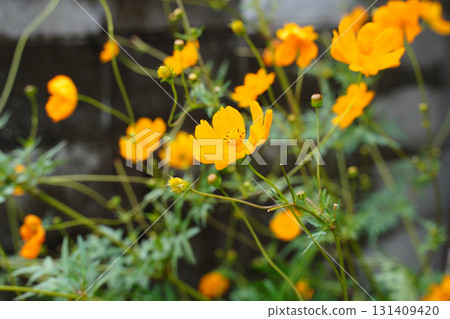 京都街頭盛開的黃色波斯菊 京都街頭盛開的黃色波斯菊 131409420