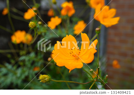 Yellow cosmos flowers blooming on the streets of Kyoto Yellow cosmos flowers blooming on the streets of Kyoto 131409421