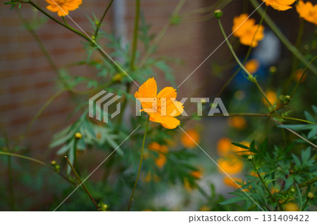 Yellow cosmos flowers blooming on the streets of Kyoto Yellow cosmos flowers blooming on the streets of Kyoto 131409422