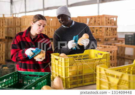Man and young woman brushing ripe pumkins in warehouse Man and young woman brushing ripe pumkins in warehouse 131409448