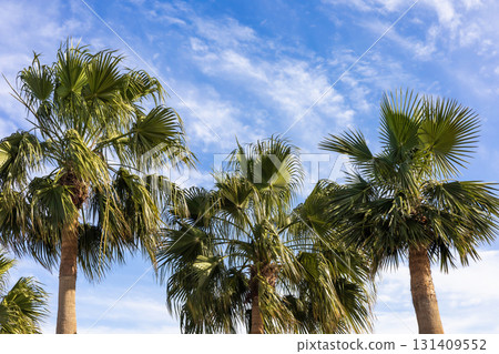 Tropical palm trees against bright blue sky for nature and travel theme Tropical palm trees against bright blue sky for nature and travel theme 131409552