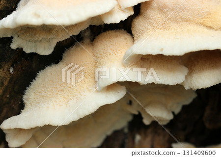 雨後吸收了充足水分的鮮嫩濕潤的朝天菇（天然菌菇微距攝影） 131409600