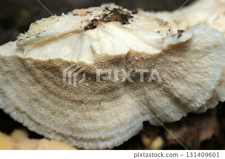 雨後新鮮且密密麻麻的 Aseharitake 菇刺 - 菌蓋橫切面(天然菌菇微距攝影) 雨後新鮮且密密麻麻的 Aseharitake 菇刺 - 菌蓋橫切面(天然菌菇微距攝影) 131409601