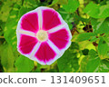 Close-up photo of morning glory [red] 131409651