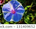 Close-up photo of morning glory [blue] 131409652