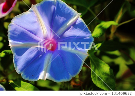 Close-up photo of morning glory [blue] 131409652