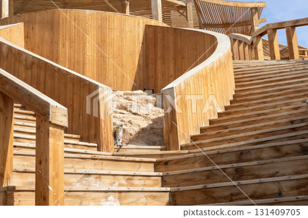 Architectural wooden walkway with cat in stone surroundings Architectural wooden walkway with cat in stone surroundings 131409705