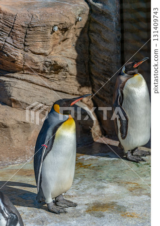 東山動物園的國王企鵝 131409743