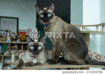 Portrait of a Siamese cats sitting on a cat's tree. The Siamese is a cat breed native to Thailand. This cat is a pale cat with a dark facial mask, feet, ears and tail. Portrait of a Siamese cats sitting on a cat's tree. The Siamese is a cat breed native to Thailand. This cat is a pale cat with a dark facial mask, feet, ears and tail. 131409786