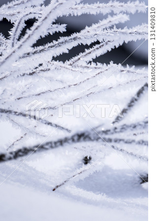 由於輻射冷卻而落在森林上的霜（Onhara Kogen周圍） 131409810