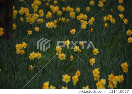 Yellow daffodils all around ④ 131410027