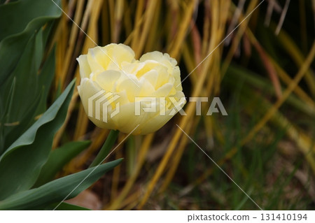 Spring plant tulips 22 Spring plant tulips 22 131410194