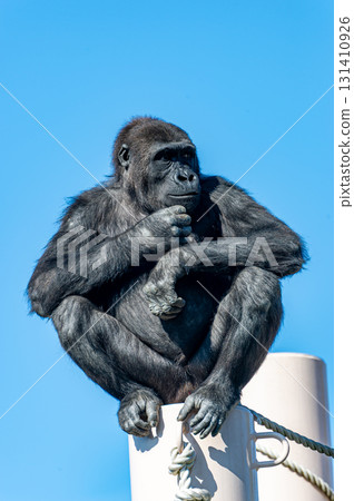 東山動物園的黑猩猩 131410926