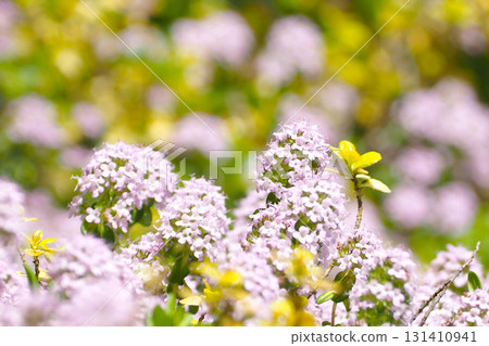 Pink thyme flowers Pink thyme flowers 131410941