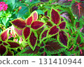 Coleus leaves (Lamiaceae) [Green and Brown] 131410944