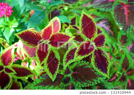 Coleus leaves (Lamiaceae) [Green and Brown] 131410944
