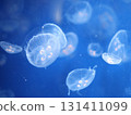 漂浮的水母 131411099