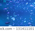 藍色的大海和魚 131411101