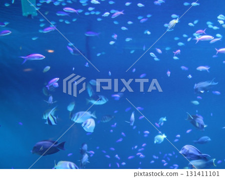藍色的大海和魚 131411101
