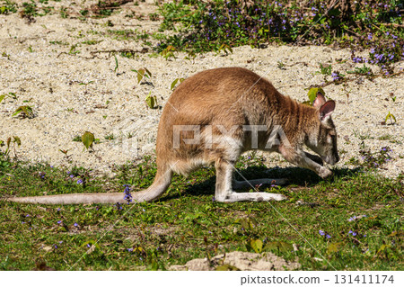 The agile wallaby, Macropus agilis also known as the sandy wallaby 131411174