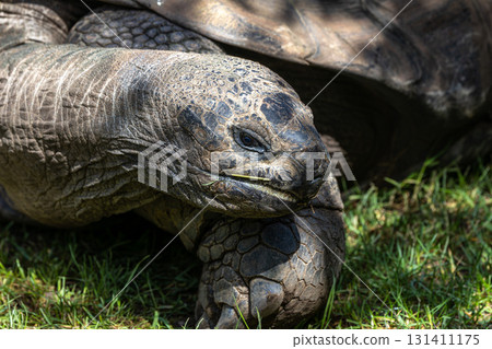 Aldabra giant tortoise, Curieuse Marine National Park, Curieuse, Seychelles 131411175