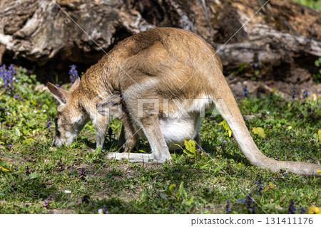 The agile wallaby mother with a little baby, Macropus agilis also known as the sandy wallaby 131411176