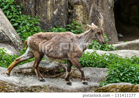 Young baby mountain ibex or capra ibex on a rock Young baby mountain ibex or capra ibex on a rock 131411177