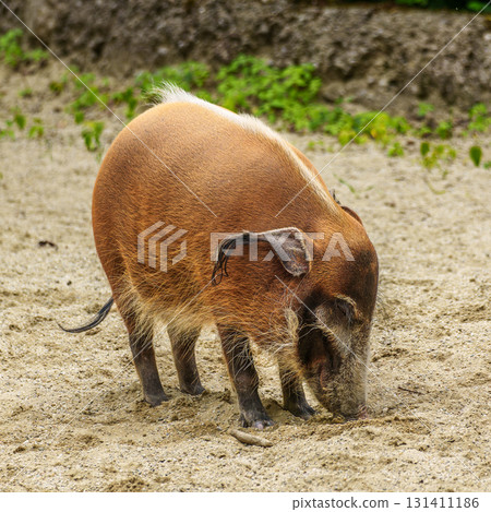 Red river hog, Potamochoerus porcus, also known as the bush pig. Red river hog, Potamochoerus porcus, also known as the bush pig. 131411186