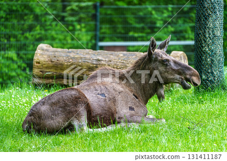 European Moose, Alces alces, also known as the elk European Moose, Alces alces, also known as the elk 131411187