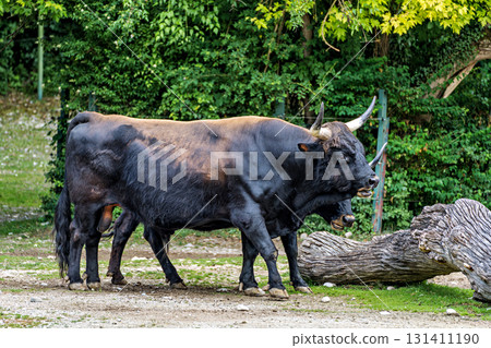 Heck cattle, Bos primigenius taurus or aurochs in a German park 131411190