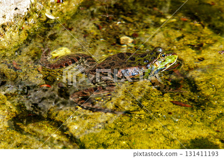 Common frog, Rana temporaria, single reptile croaking in water, also known as the European grass frog 131411193