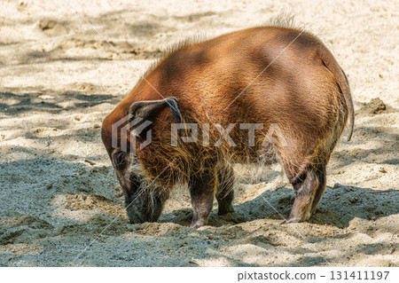 Red river hog, Potamochoerus porcus, also known as the bush pig. Red river hog, Potamochoerus porcus, also known as the bush pig. 131411197