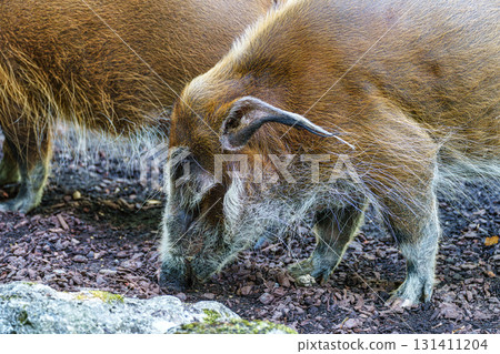 Red river hog, Potamochoerus porcus, also known as the bush pig. Red river hog, Potamochoerus porcus, also known as the bush pig. 131411204