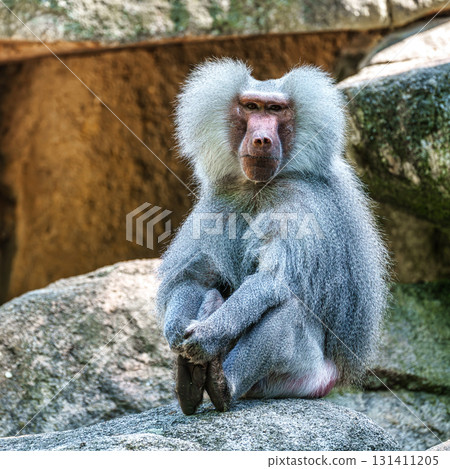 The hamadryas baboon, Papio hamadryas is a species of baboon The hamadryas baboon, Papio hamadryas is a species of baboon 131411205