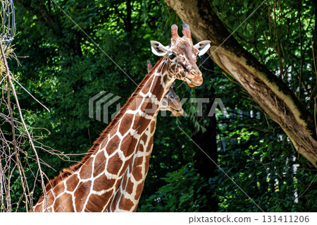 The giraffe, Giraffa camelopardalis is an African mammal The giraffe, Giraffa camelopardalis is an African mammal 131411206