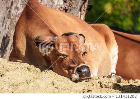 Banteng, Bos javanicus or Red Bull is a type of wild cattle. 131411208