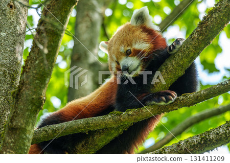 The red panda, Ailurus fulgens, also called the lesser panda. The red panda, Ailurus fulgens, also called the lesser panda. 131411209