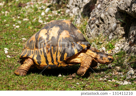 The radiated tortoise, Astrochelys radiata. This species is Critically Endangered and native Madagascar. The radiated tortoise, Astrochelys radiata. This species is Critically Endangered and native Madagascar. 131411210